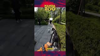 O ERRO clássico de quem tem cão pequeno! 🐕❌ #cachorro #shorts #animais