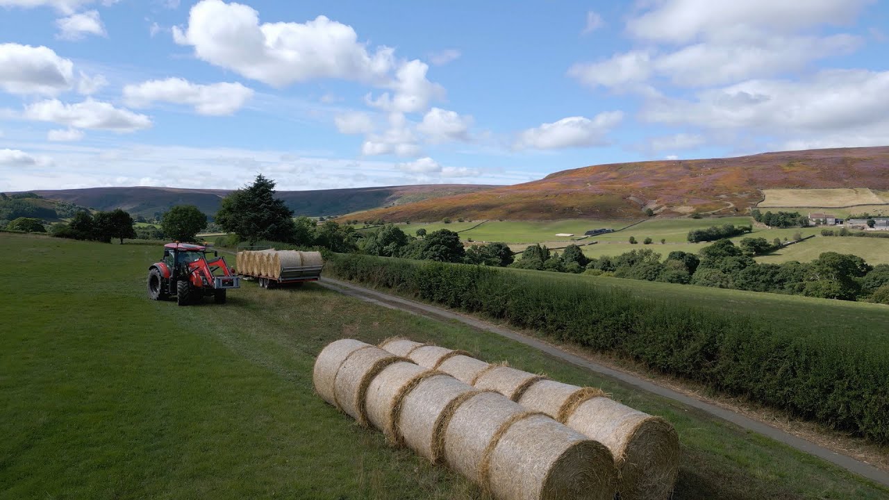 Load of straw for cattle bedding YouTube