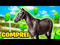 NOVO CAVALO no HARAS do PEPE