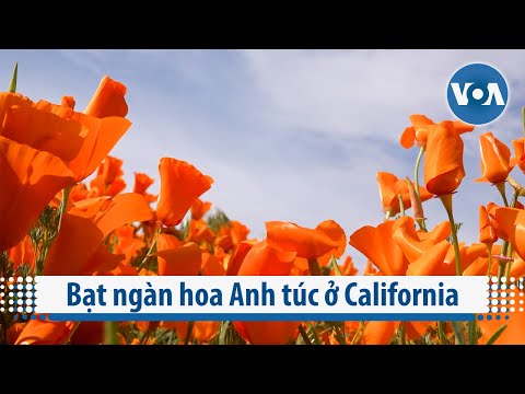 Video: Ngắm hoa siêu nở ở California khi nào và ở đâu
