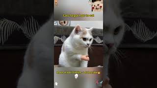 Double chaos from kitty and pup#funnypets #catanddogfails #petcompilation