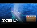 Whale watching in Dana Point | Let’s Go Places