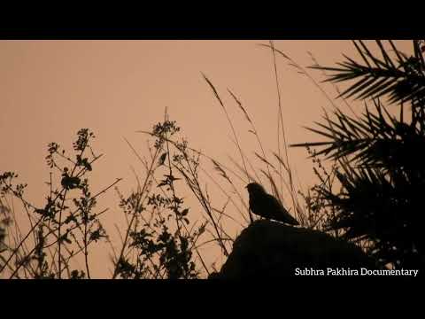 // Savanna Nightjar (Caprimulgus affinis) Call //