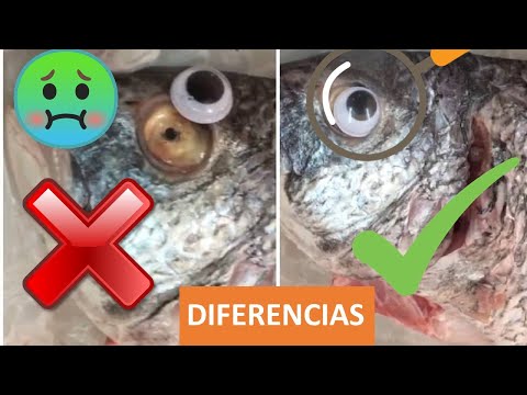 Video: Elegir Pescado Fresco
