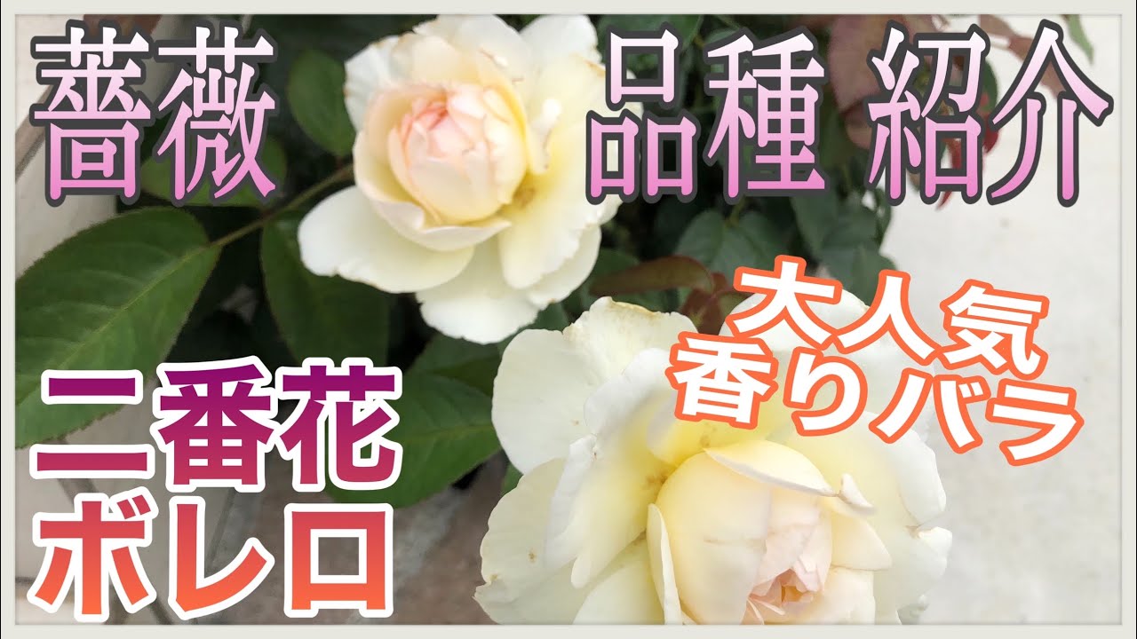 薔薇品種紹介 大人気香りの薔薇ボレロ Youtube