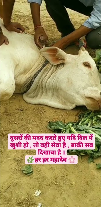 #rescue #nandi2021 may