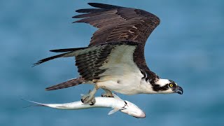 Which Camera - Nikon Z9 or Sony A1?