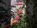 beautiful day🌷 #bollywoodsongs #minivlog #song #hindisong #upscpreparation #upscpreparationjourney