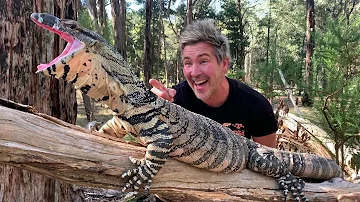 Manningham's Backyard Biodiversity: Lace Monitor