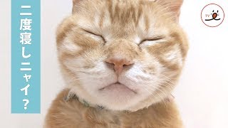 朝起きたら横に…  二度寝を誘うニャンコがいた💤【PECO TV】