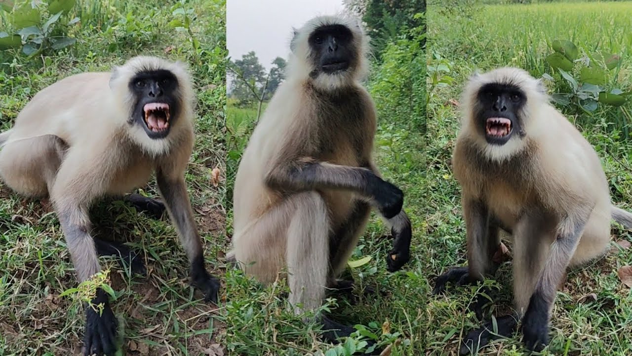 Langur ka Gussa! 😱 Jungle Mein Dikhaya Apna Power | Wild Monkey Behavior Explained | 