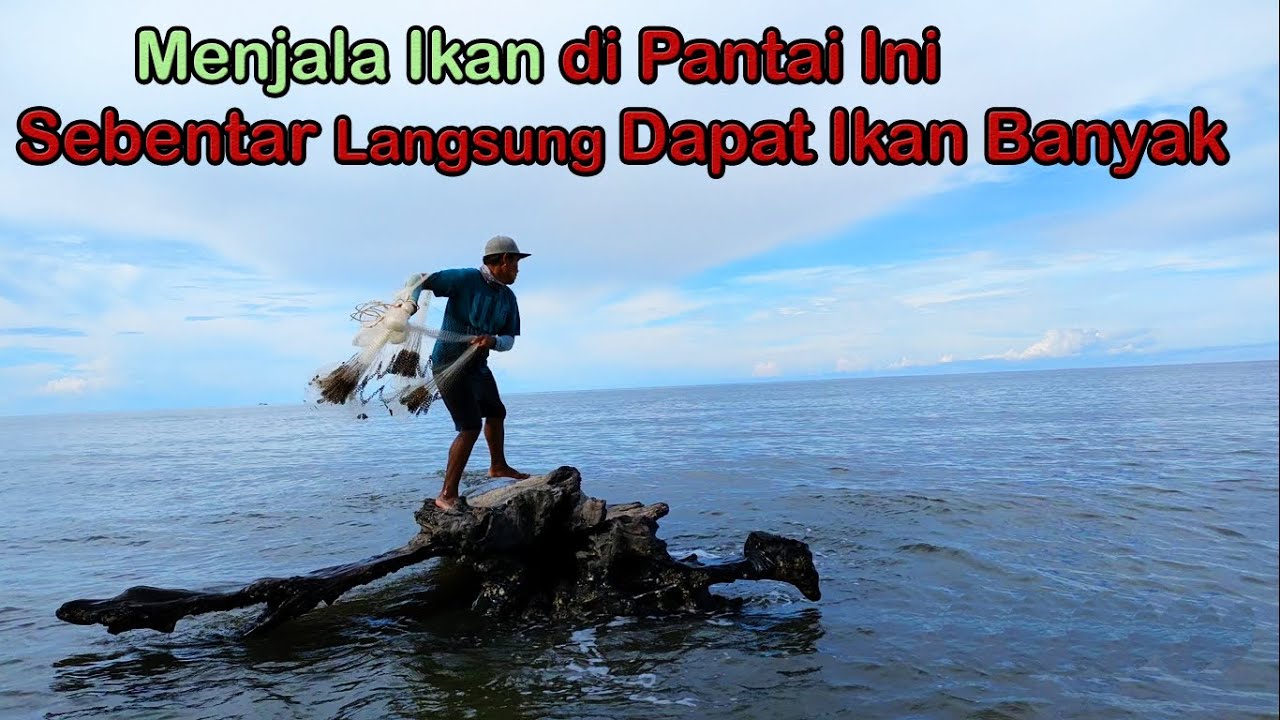 Jala Ikan Di Pantai Ini Langsung Dapat Ikan Banyak; Amazing Cast Net Fishing