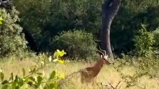 Leopard’s Silent Hunt Fails as Bold Antelope Fights Back!