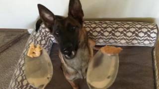 Taste Test by IQ K9 Training 59 views 7 years ago 44 seconds