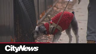 New Data Finds Pet Inflation Is Rising