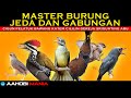 MASTER BURUNG BERJEDA &amp; GABUNGAN | cigun pelatuk bawang katem cililin gereja srigunting abu