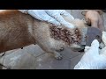 Scratching fleas and ticks from dog  get rid of fleas from puppy
