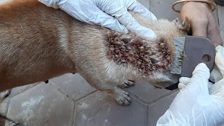 Scratching Fleas And Ticks From Dog || Get Rid Of Fleas From Puppy