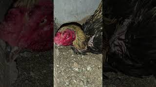 Sandai Koli video tamil thayar seval thayar seivathu epputi