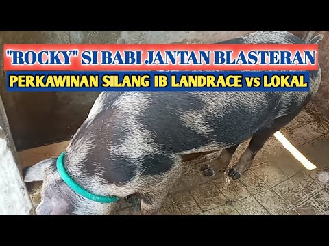 BABI JANTAN BLASTERAN HASIL PERKAWINAN IB - YouTube