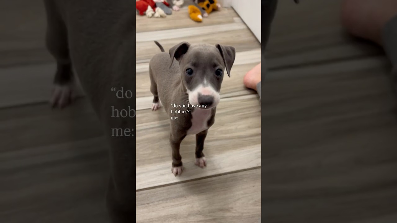 Bing 🧨 Bop 💥 Boom 🐾 Mayhem Mode: Activated. You wouldn’t understand…