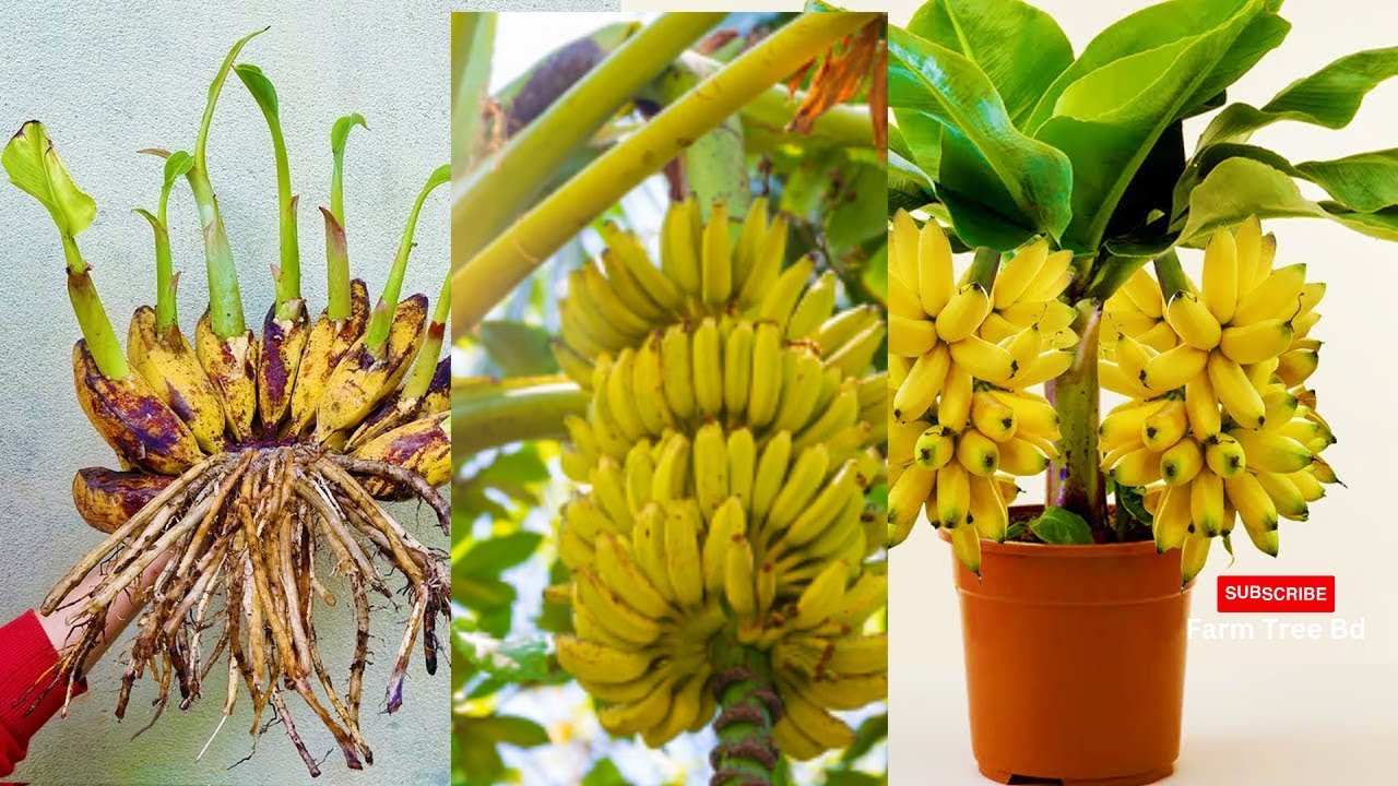 How To Propagate and Graft Banana trees to produce large fruits How