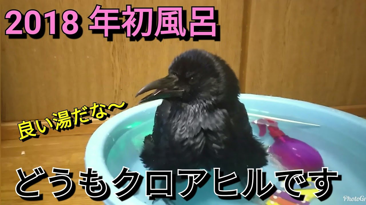 カラスの行水 カラスの初風呂 初風呂は長風呂 笑 初日から水浸し 大掃除 カラス Youtube