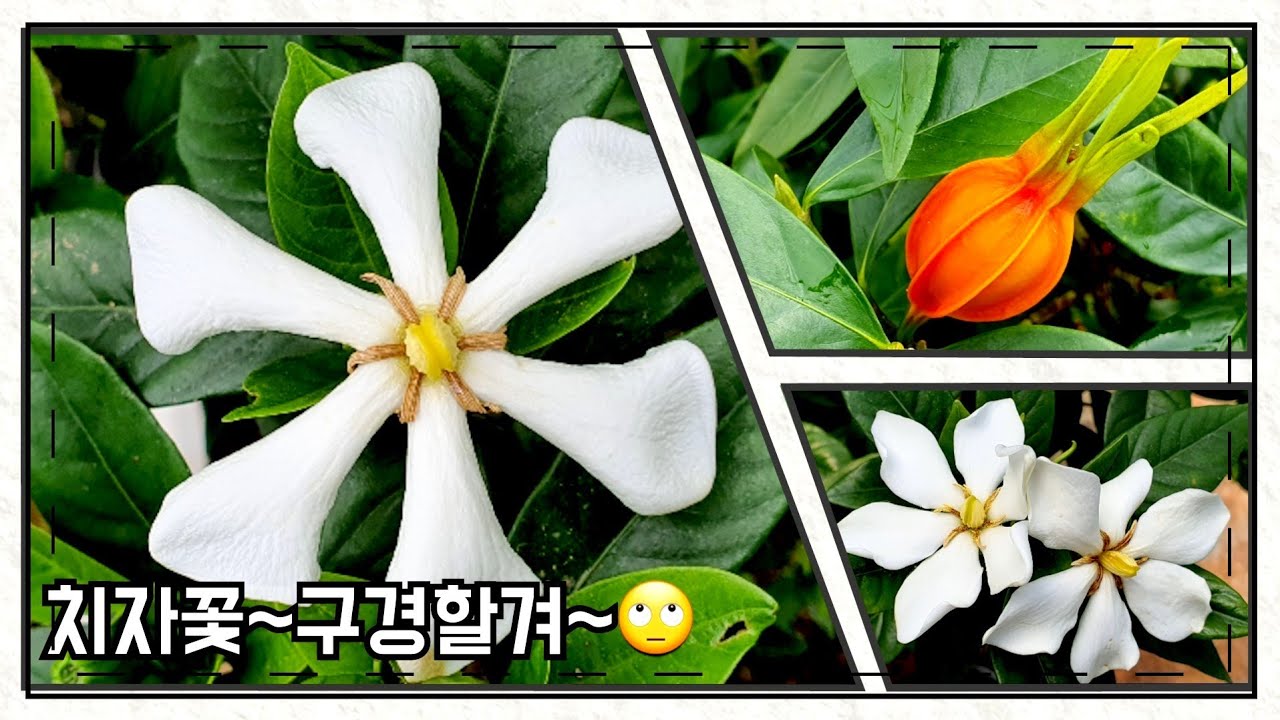 치자나무~열매치자꽃~🙄/Gardenia jasminoides - YouTube