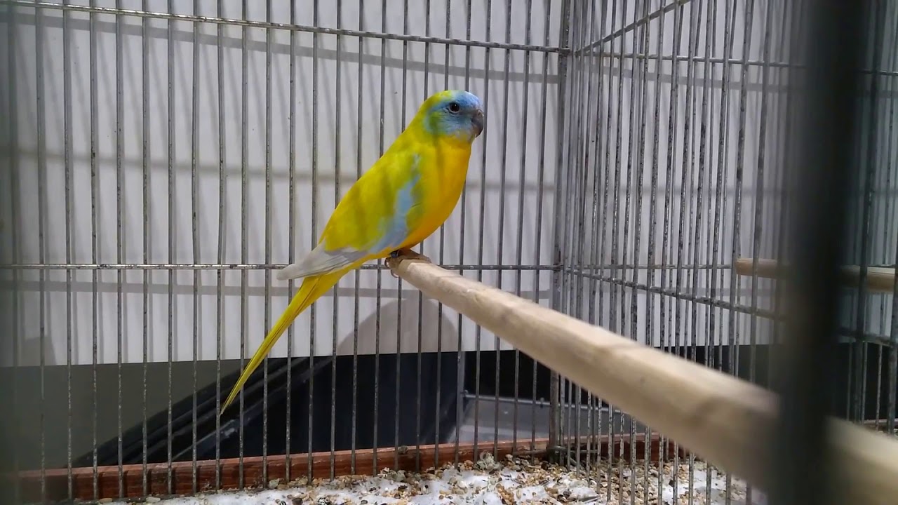 Best of Neophema COM Mondial Zwolle 2019