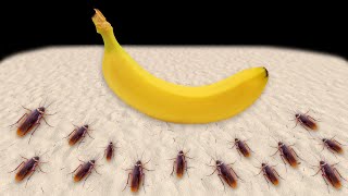 На что способны голодные насекомые?! Как быстро тараканы съедят банан? Timelapse.