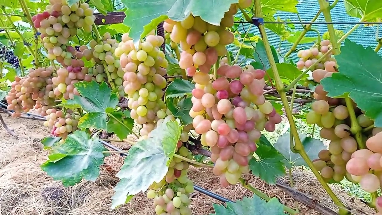 виноград СОФИЯ