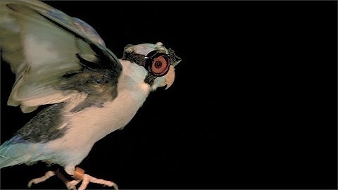 Stanford researchers debunk popular flight models by flying birds through lasers