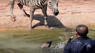 Man Saves Mama Zebra's Foals, Her Reaction Is Unbelievable