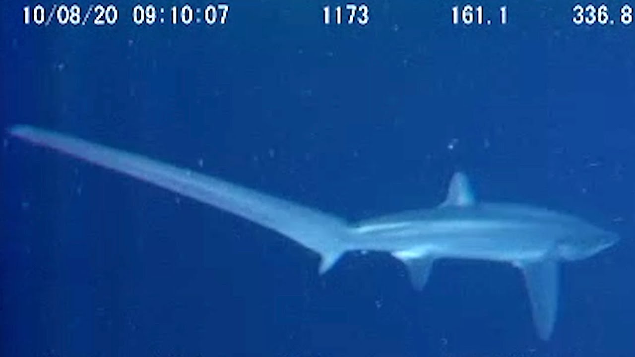9 Deep Ocean Sharks Found by ROVs in Japan 🇯🇵