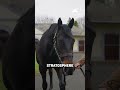 MINZAAL and AWTAAD! The Derrinstown Stud Stallion Stars