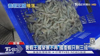 全球第一養蝦王國榮景不再國產蝦受困病害只剩三成｜十點不 ... 