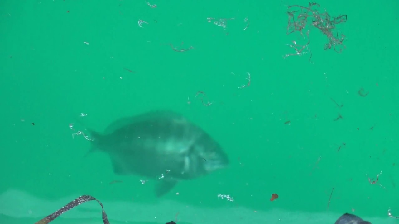 陸奥湾ホタテ作業船でマダイが釣れる理由 これがワレカラの集魚力 Youtube