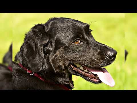 Vidéo: Que font les techniciens vétérinaires?