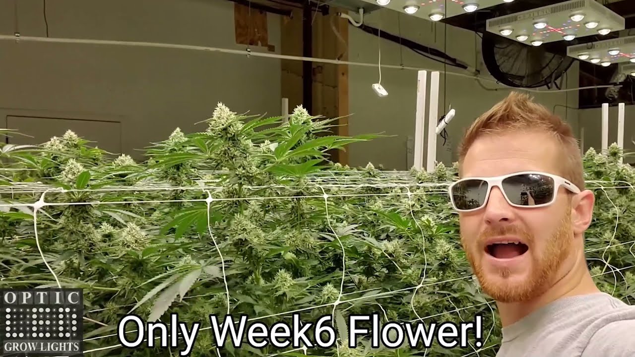 Impressive Canopy Under Optic 8+ Hicksford Farms