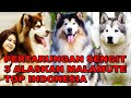 PERTARUNGAN SENGIT 3 ALASKAN MALAMUTE TOP INDONESIA. HONG - RIVER - DRACO