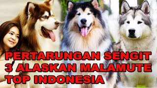 PERTARUNGAN SENGIT 3 ALASKAN MALAMUTE TOP INDONESIA. HONG - RIVER - DRACO