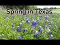 Most beautiful trails of Texas state flower, Bluebonnet in Ennis, Texas