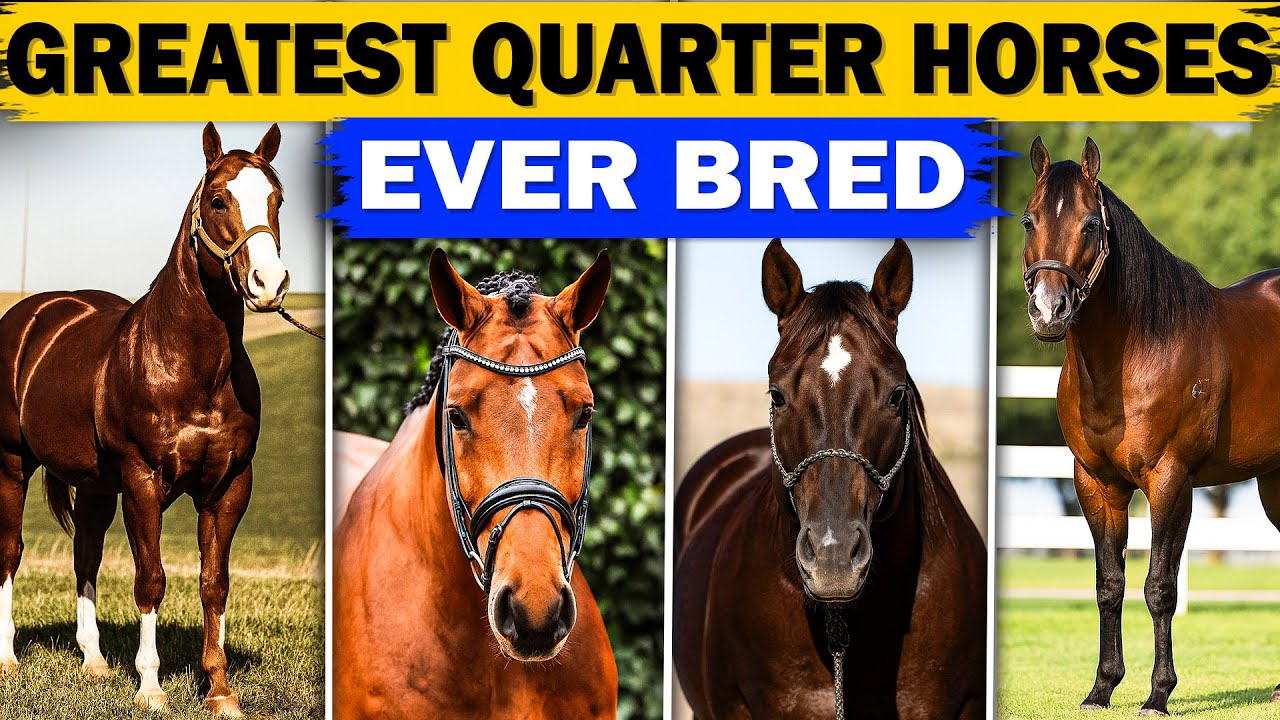 14 величайших четвертьмильных лошадей в истории