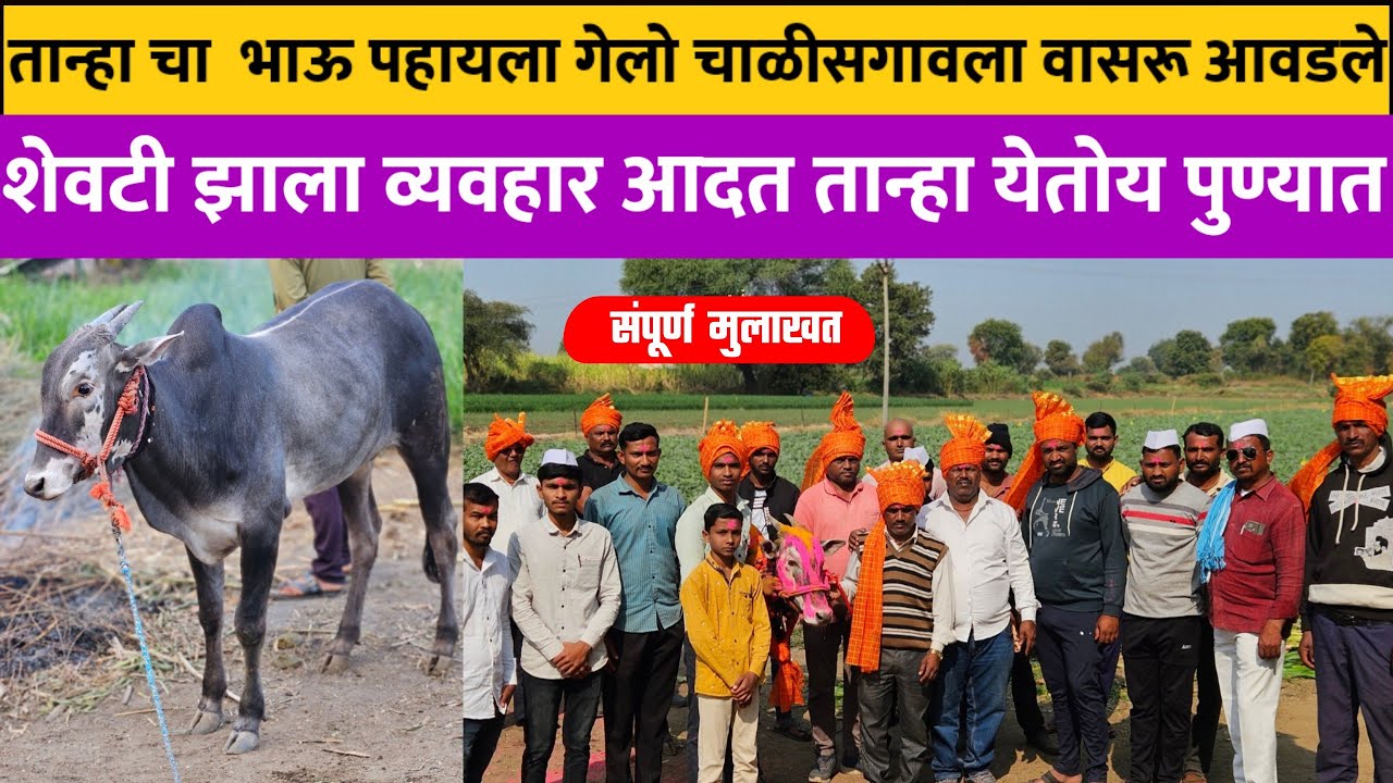 तान्हा चा भावाला पहायला गेलो चाळीसगावला ? शेवटी झाला व्यवहार तान्हा येतोय पुण्यात ! 