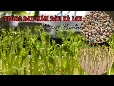 Video: Hỗ trợ Trồng Đậu Hà Lan: Mẹo Giặt Đậu Hà Lan Trong Vườn