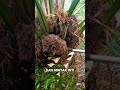 penampakan kelapa sawit #videoahorts #trending #semuaorang #viralvideo #fruit #viralvideo