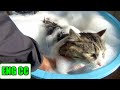 保護猫ボス吉、初めてのシャンプーで極太のしっぽがゴボウになる！Boss Cat's first bath time. His thick tail looks like a burdock.