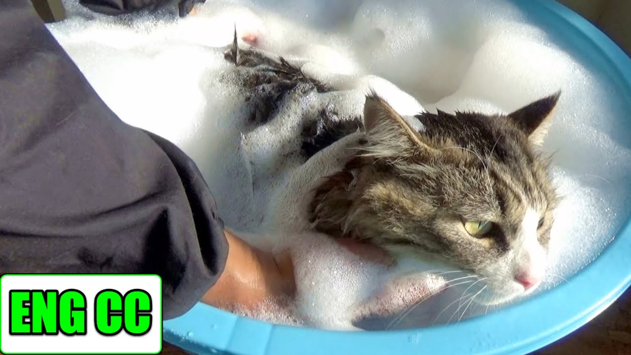 Boss-kichi первому шампуню, а его толстый хвост похож на лопух!