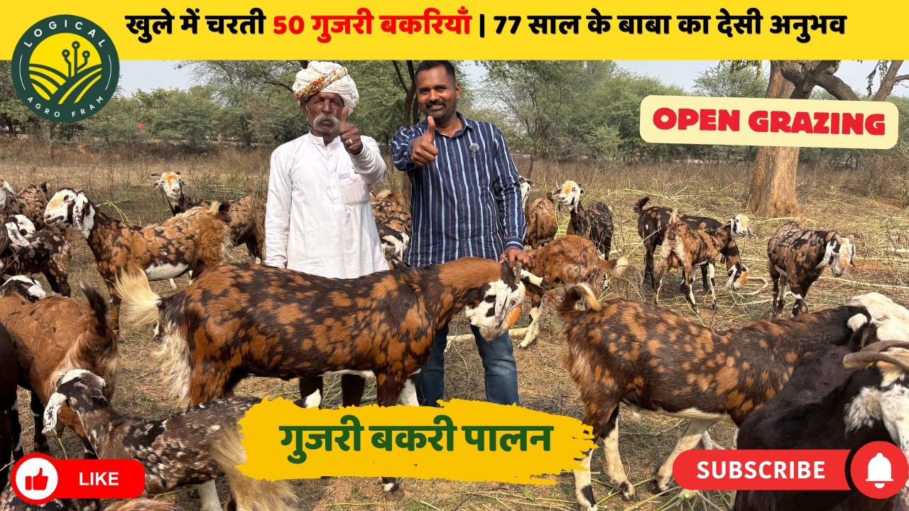 50 गुजरी बकरियाँ खुले में | 77 साल में भी सफल बकरी पालन #goatfarming