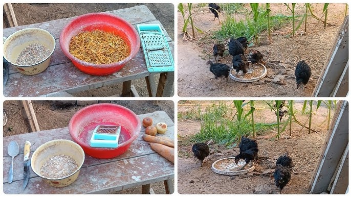 Katta xorozdan qichqiriq Katta xorozdan qichqiriq